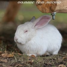 Веселая ферма