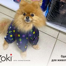 Zoki