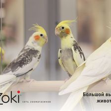 Zoki