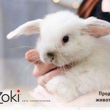 Zoki