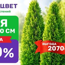 Первоцвет