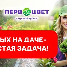 Первоцвет