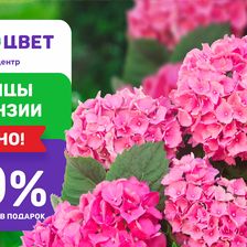 Первоцвет