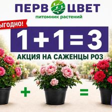 Первоцвет