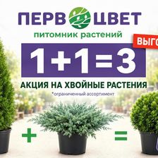 Первоцвет