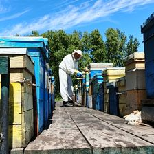 Пасека семьи Зеленских