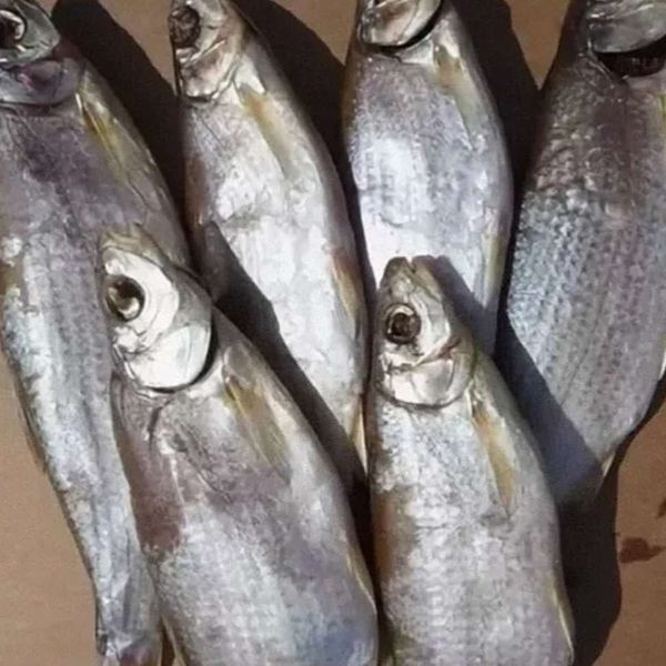 Закажи РЫБЕЦ БАЛТИЙСКИЙ ВЯЛЕНЫЙ в компании ОКЕАН
