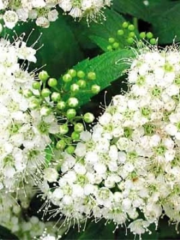Спирея Японская Альбифлора  80см