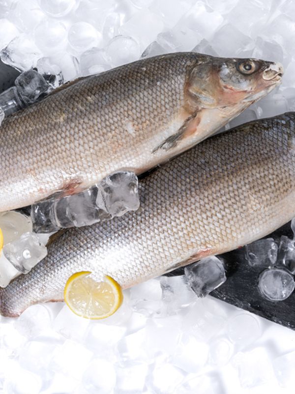 ❗1-2 октября ❗ 🐟- Муксун с/м, непотрошеный с головой, Якутия Вес 1-1,3 кг - 1560₽/кг