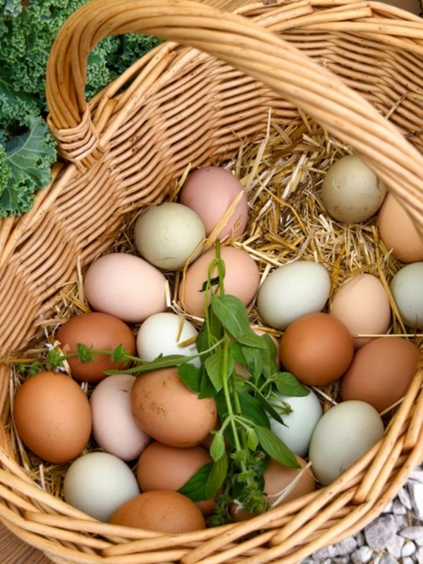 Яйца пастбищные Куриные цветные Пасхальные десяток, 1 дес