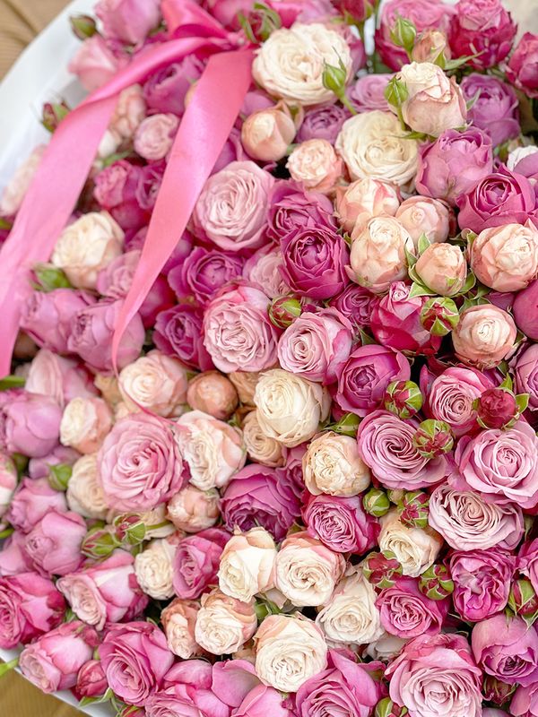 Pink sea Spray Pink Roses