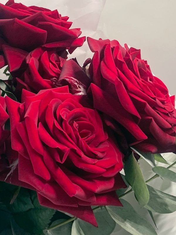 9 roses with eucalyptus
