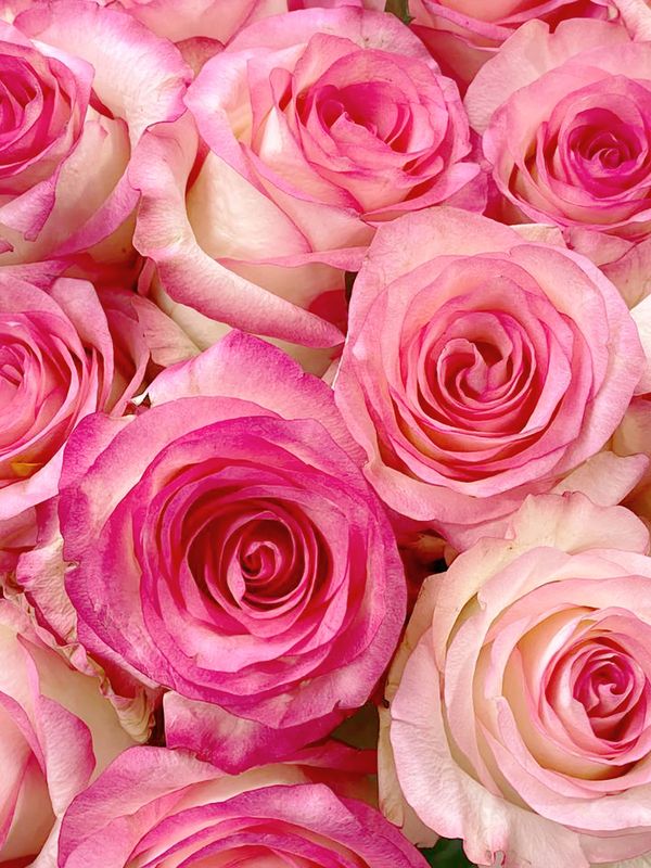 Roses Jumelia