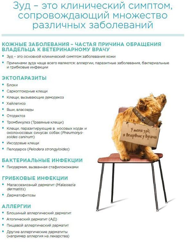 Таблетки от аллергии у собак Zoetis Апоквел 16мг, 100 таблеток