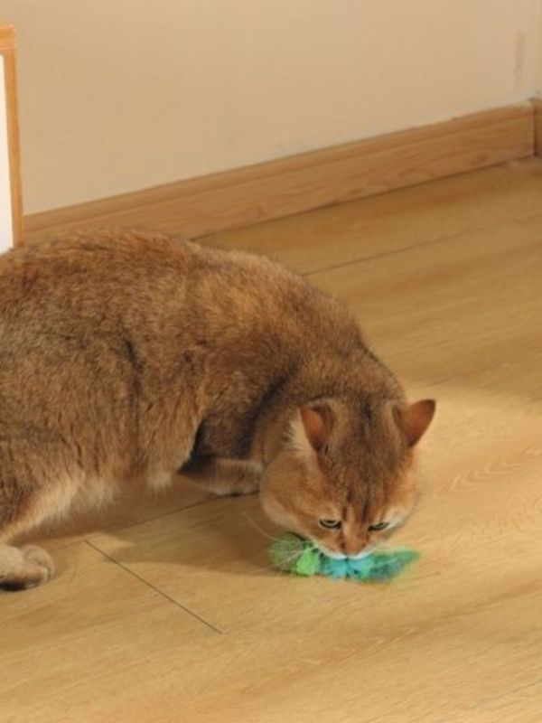 M-PETS Игрушка для кошек с кошачьей мятой CHARMY светлячок, цвет зеленый