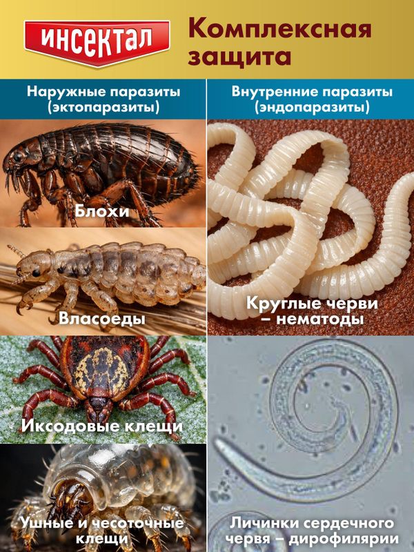 Капли на холку от клещей, блох и гельминтов для кошек от 1-4 кг Инсектал комбо К (Neoterica), 3 пипетки Фипронил/Моксидектин