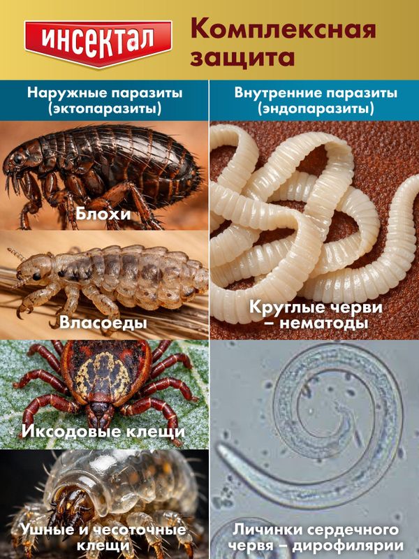 Капли на холку от клещей, блох и гельминтов для кошек от 4-8 кг Инсектал комбо К (Neoterica), 3 пипетки Фипронил/Моксидектин