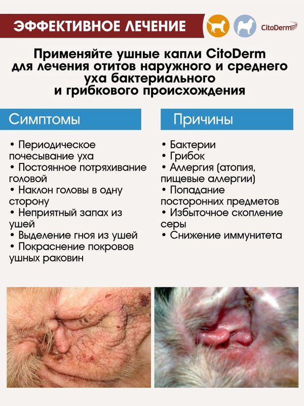 Капли ушные CitoDerm противогрибковые для кошек и собак 10 мл