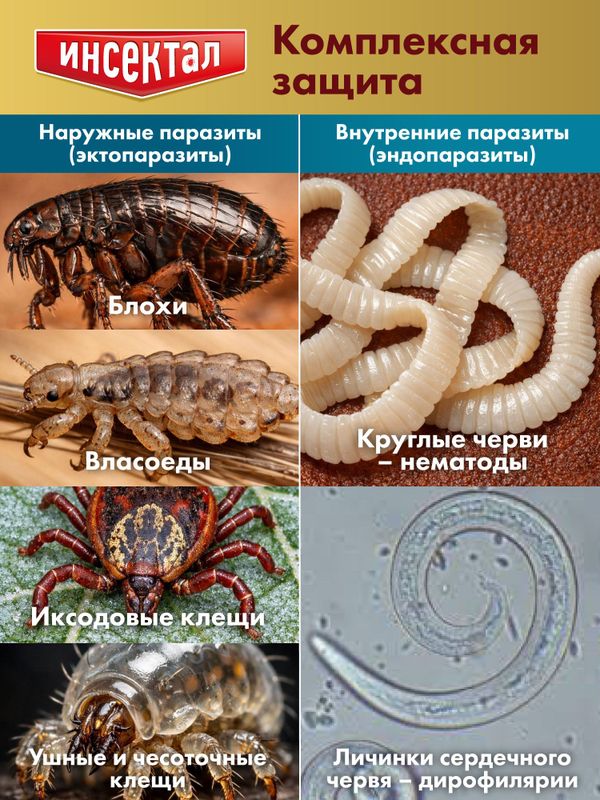 Капли на холку от клещей, блох и гельминтов для собак от 40-60 кг Инсектал комбо С (Neoterica), 3 пипетки Фипронил/Моксидектин