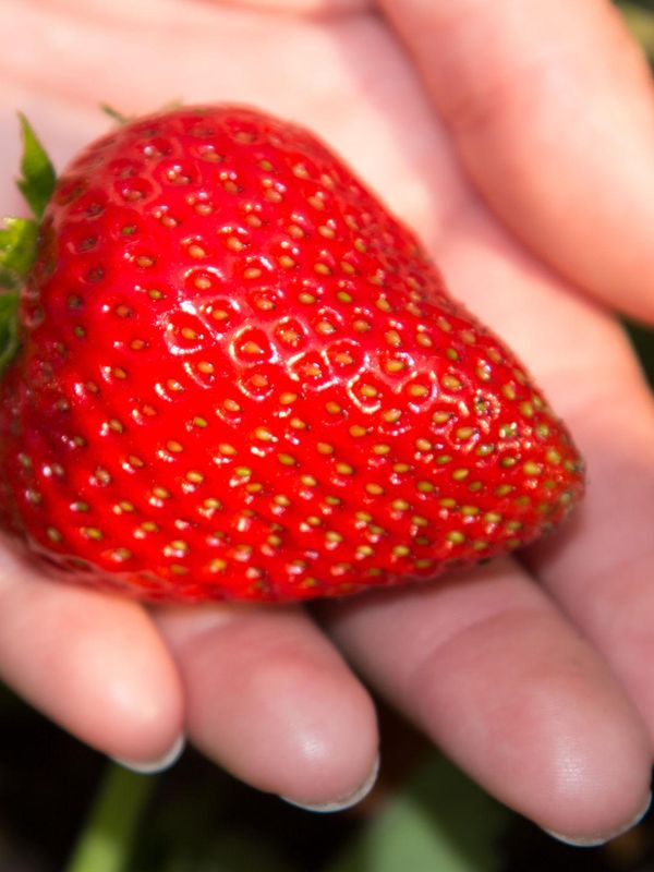 🍓 Самосбор клубники на ферме «Клубника Шаран»! Соберите самые спелые ягоды своими руками прямо с грядки. Свежий воздух, море клубники и выгодная цена — ведро 3,5 кг всего от 1000 ₽!