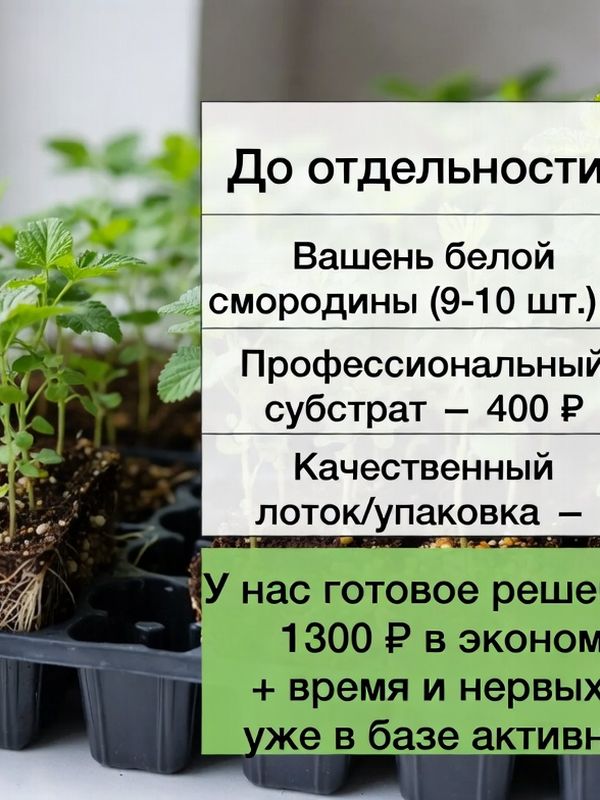 Саженцы белой смородины. Заказ от 1000 р.