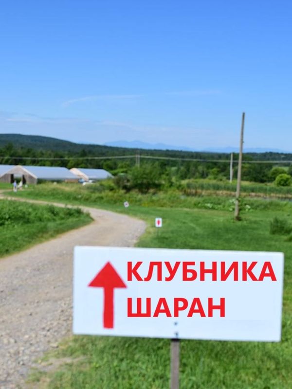 💰 Требуются сборщики клубники! Зарабатывайте от 2000₽ в день . Свежий воздух, дружная команда, ежедневная оплата. Ферма «Клубника Шаран», д. Старочикеево.