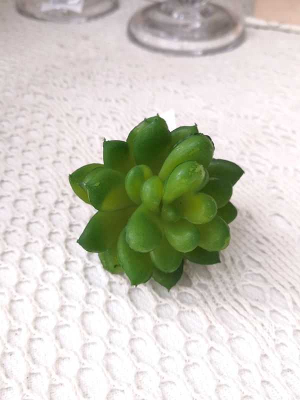 Суккуленты