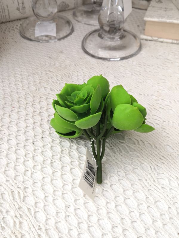 Суккуленты