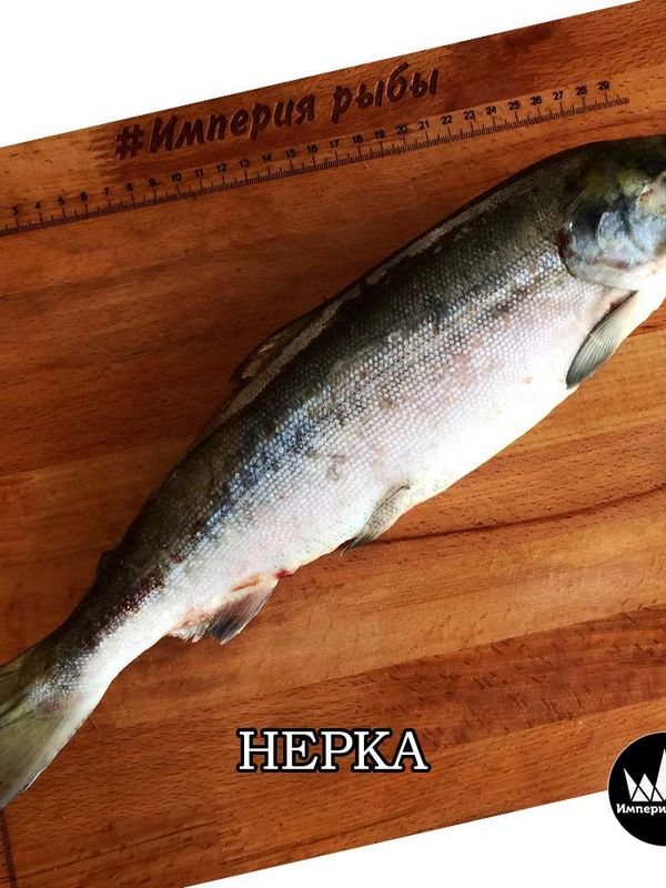 Нерка, дикая свежего улова