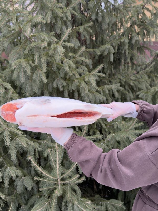 КИЖУЧ ЧИЛИЙСКИЙ премиум