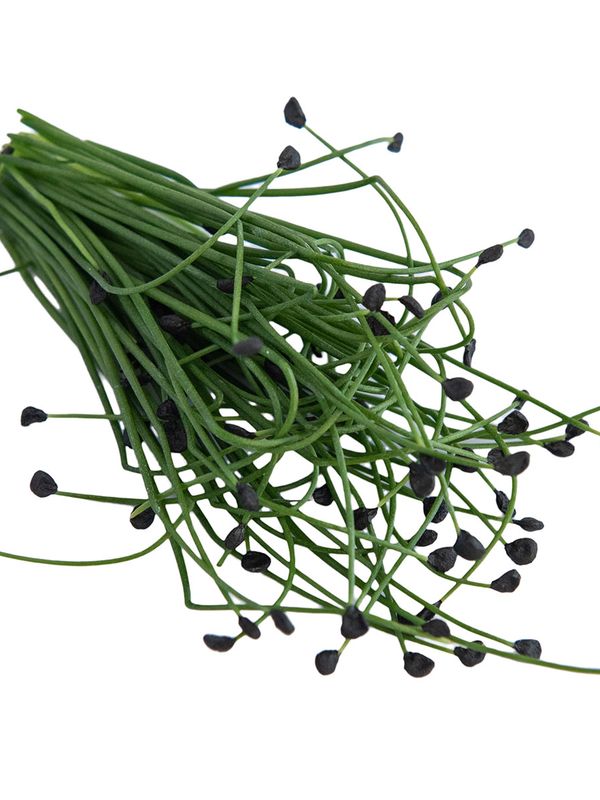 Шнитт лук (Allium tuberosum)