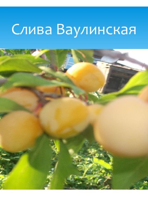 слива ВАУЛИНСКАЯ (жёлтая)