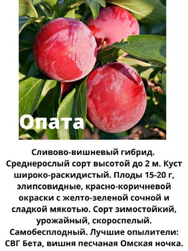 Сливово-вишневый гибрид Опата