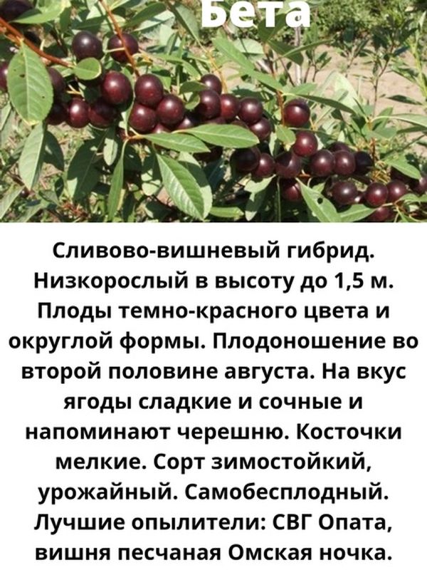 Сливово-вишневый гибрид – БЕТТА