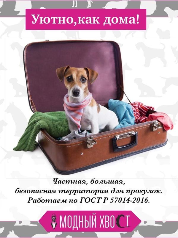 Проживание в гостинице  Собака