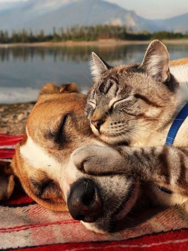 Любимые животные