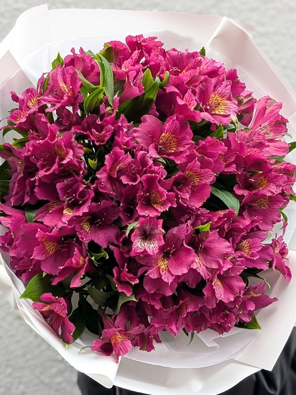Alstroemeria violet L