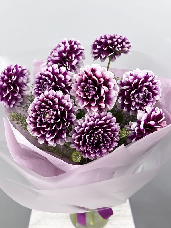 Purple dahlias