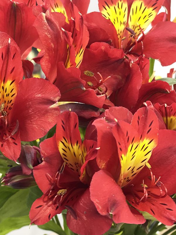 30 Red alstroemerias