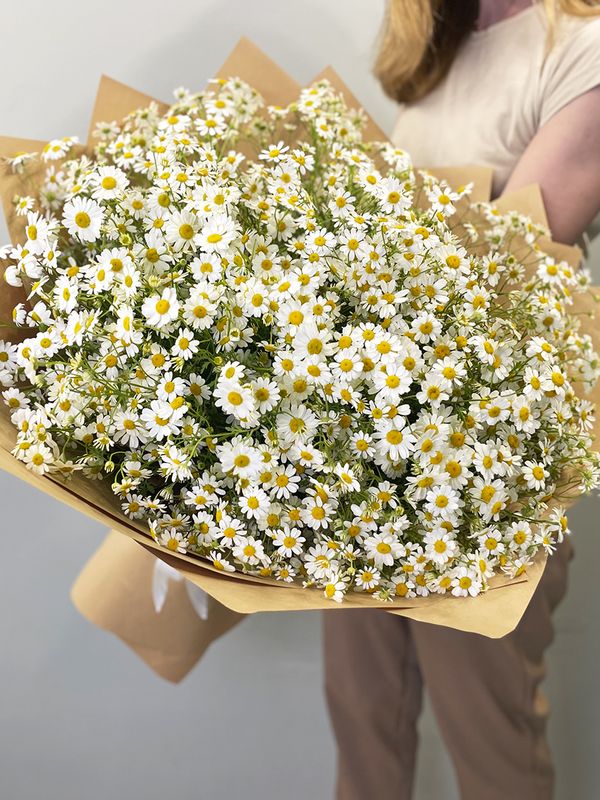 Sea of ​​daisies