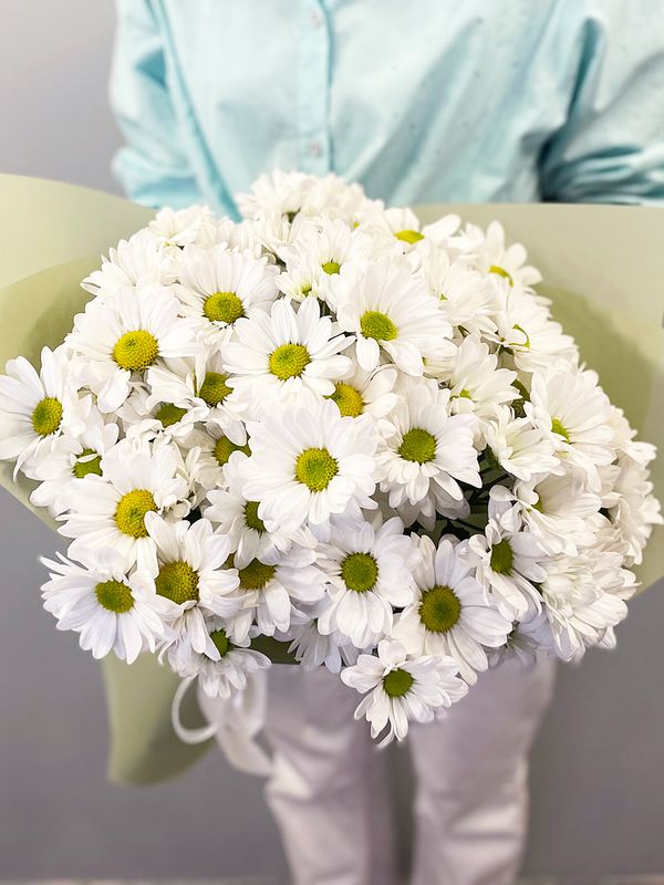 Chrysanthemum chamomile