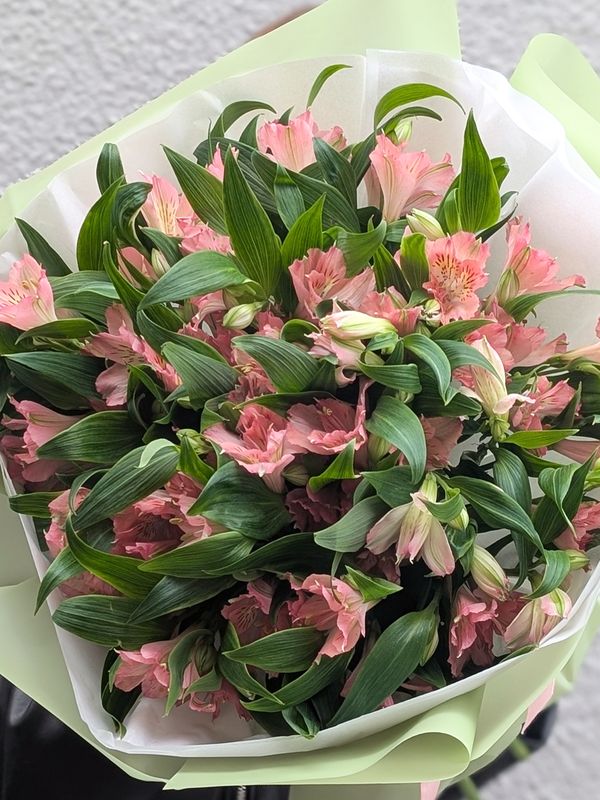 Alstroemeria pink 11