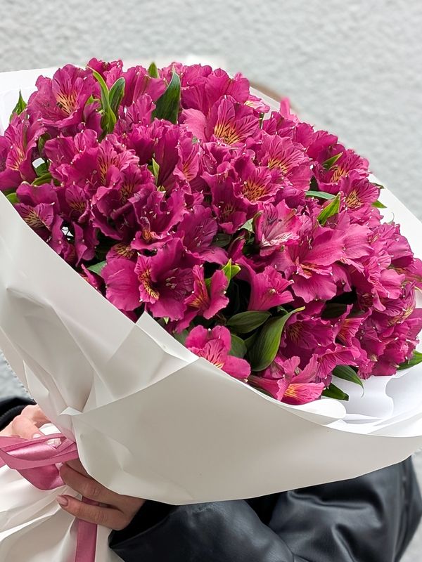 Alstroemeria violet L