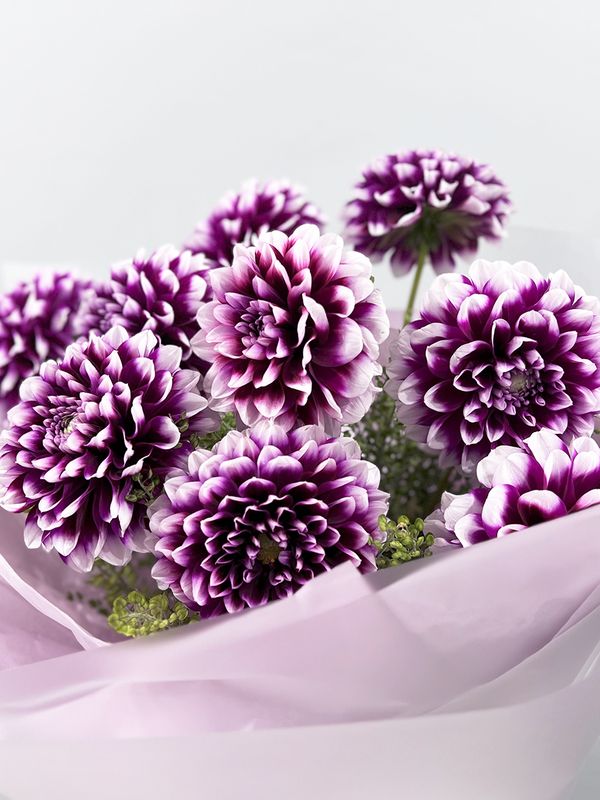 Purple dahlias