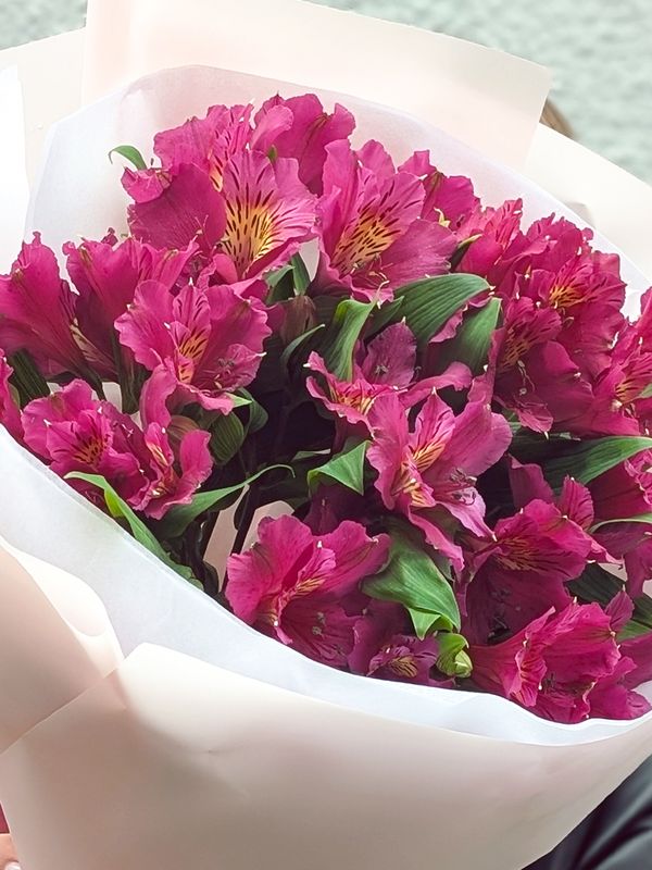 Alstroemeria 7