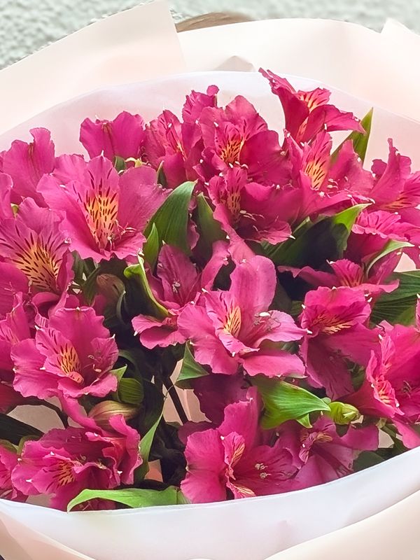 Alstroemeria 7