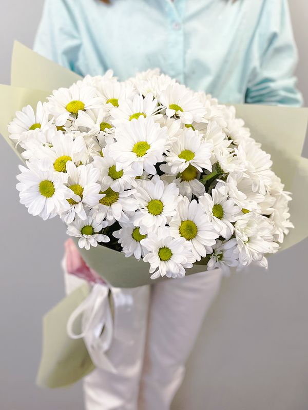 Chrysanthemum chamomile