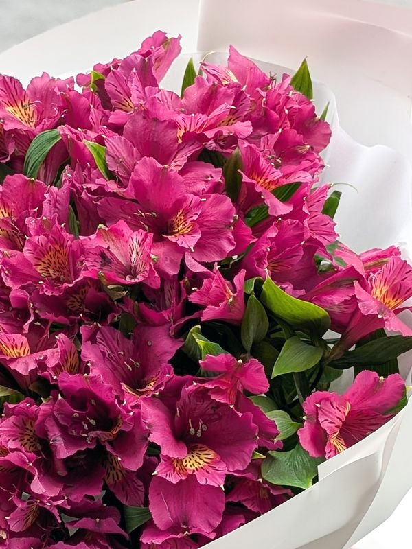 Alstroemeria violet L