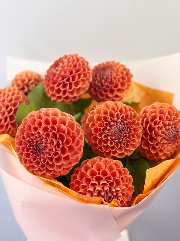 Orange dahlias