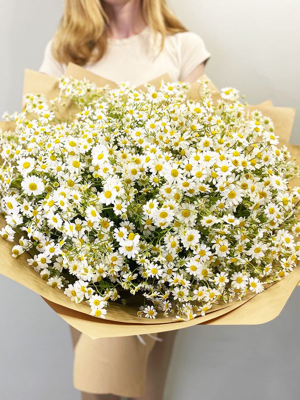 Sea of ​​daisies